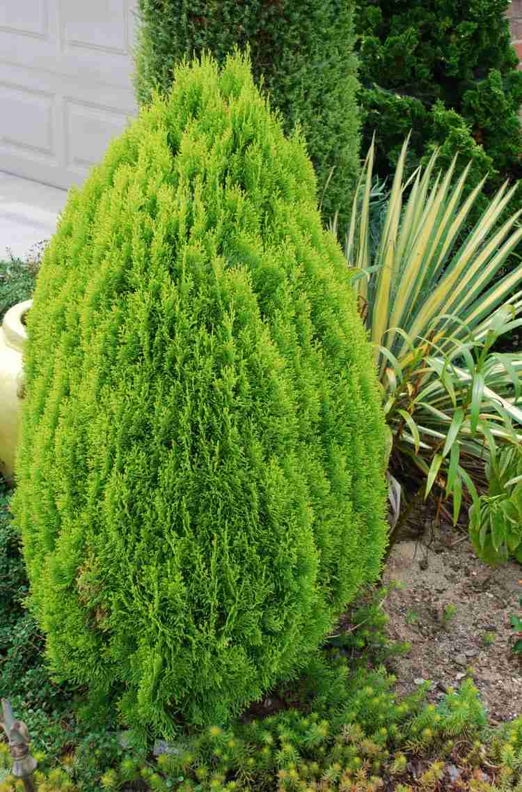 živý plot-thuja-posteľ-nápad-tvar-originál-vchod-dekorácia