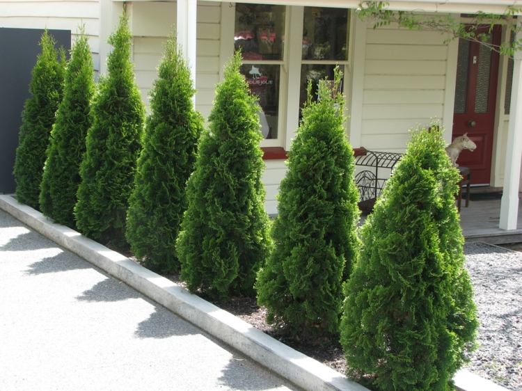 živý plot-thuja-pyramidalis-tvar kužeľa-predná záhradná výsadba