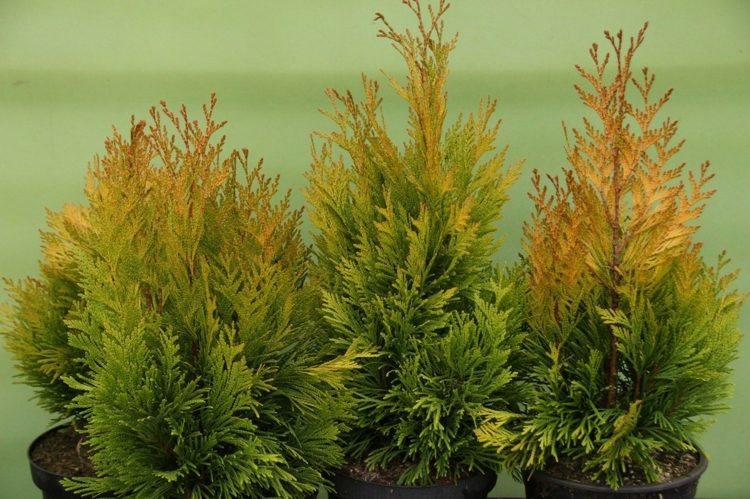 hybrid thuja živý plot-4ever-goldy-thuja-plicata-ker