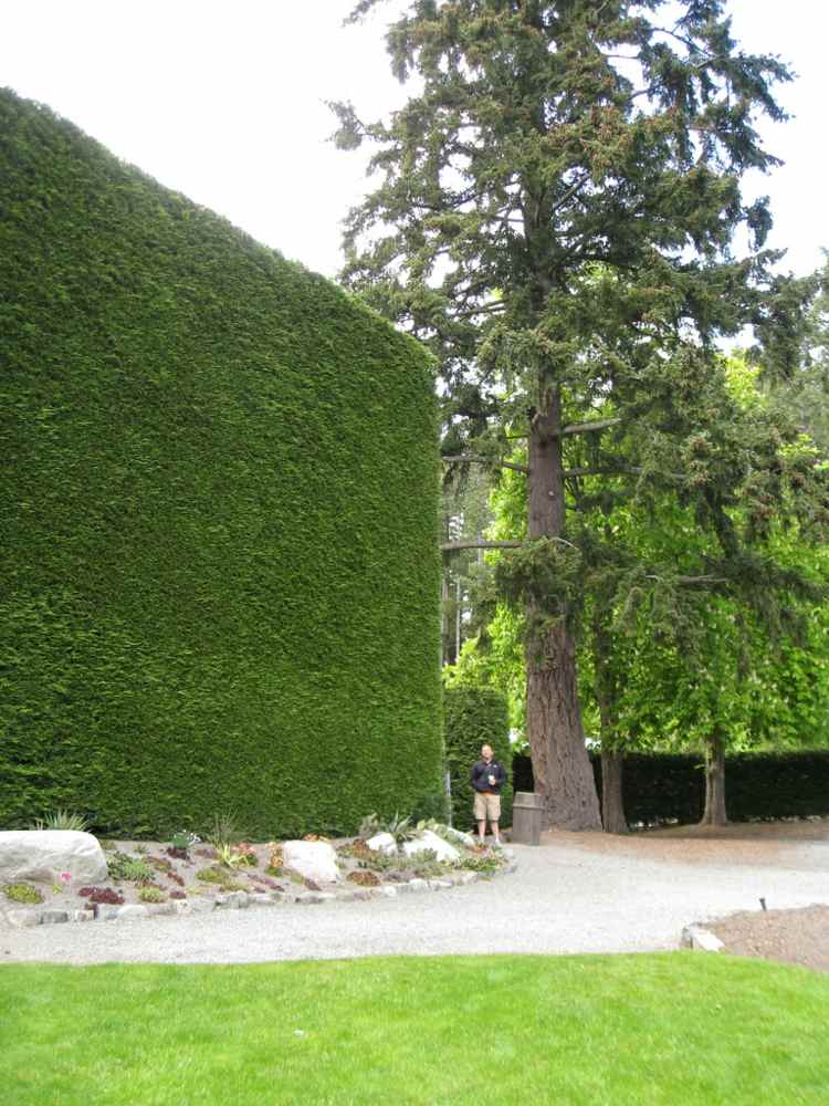 hedge-thuja-high-park-design-rockery-strom