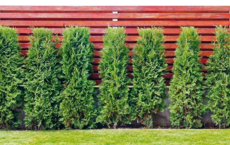 živý plot-tuje-zeleň-terénne úpravy-drevo-súkromie-červená