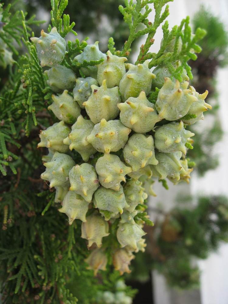 živý plot-thuja-ovocie-semená-plot-hraničná výsadba