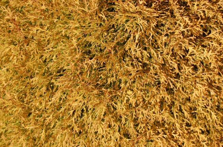 živý plot-thuja-rheingold-oranžovo-žltá-farba-jeseň