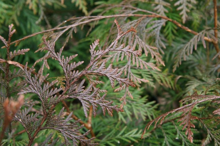 živé ploty-thuja-hnedé listy-škodcovia