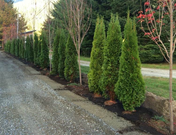 živé ploty-tuje-stromy-avenue-vytrvalé-krajiny-tipy na dizajn