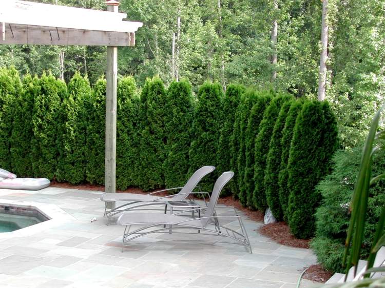 plot-thuja-arborvitae-pool-ležadlo-plot-pergola