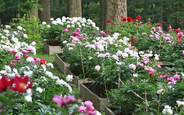 vysoké záhony vytvárajú pivonky biele pivonky vytvorte pivonky tipy na starostlivosť o biele pivonky