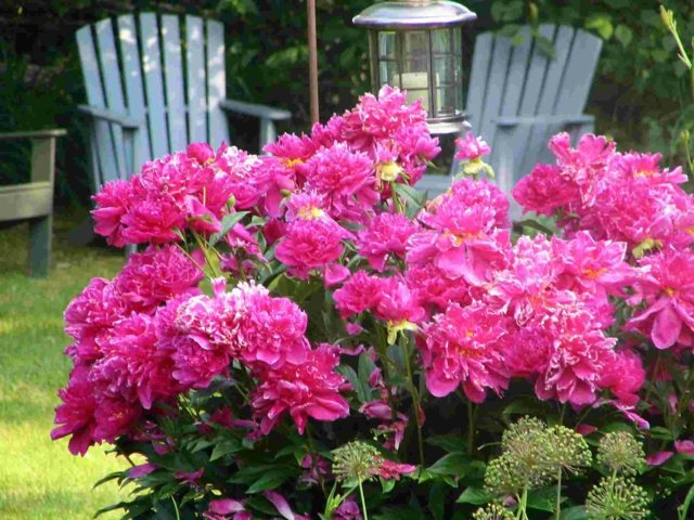 Pivonky ker záhradné drevené stoličky trávnik trvalky Záhradné drevené stoličky trávnik bylinkový jar Môže kvitnúť