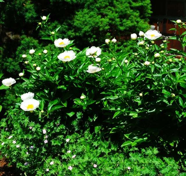 Pivoňky biele kvety ker záhrada nezábudky Kvety ker záhrada nezábudka kombinácia