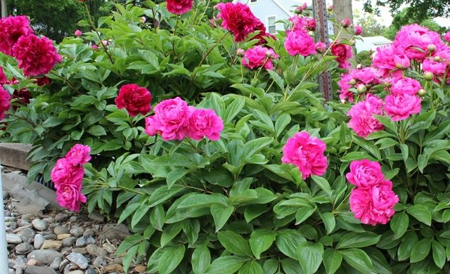 Pivoňky Starostlivosť o pivonky, prerezávanie Pivonky prihnojujú prerezávanie a udržiavajú zálievku