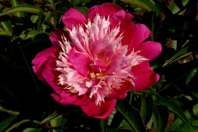 Jarné kvety ružová hybridná pivonka trvalky záhradný tvar Myšlienky záhradného dizajnu hybridných pivoniek trvaliek