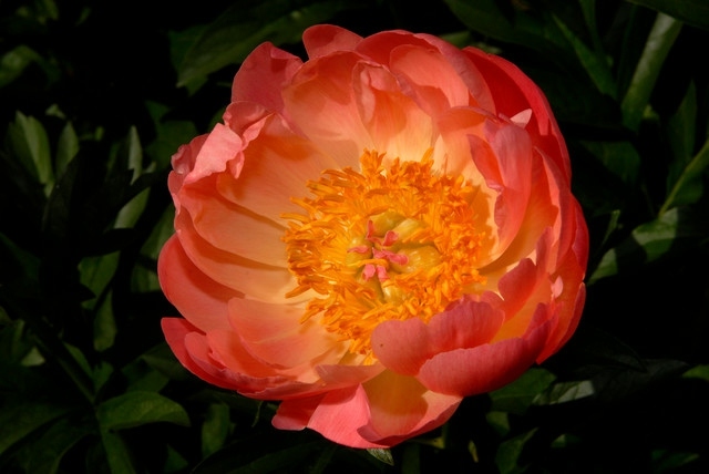 Kvety záhradné kvety pivonka farby leto Záhradné kvety pivonky farby letnej sezóny