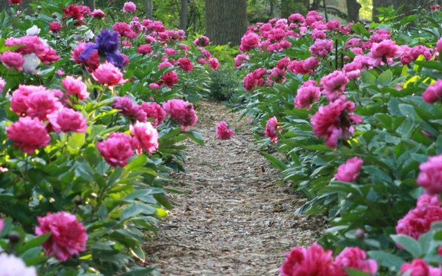 Jar v záhradnej záhradnej ceste vytvára pivonky a pivonky Vytvorte záhradnú cestu pivonky pivonky ružové