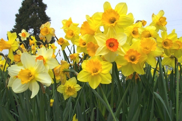 Jar kvitnúca zemina optimálne miesto-záhrada