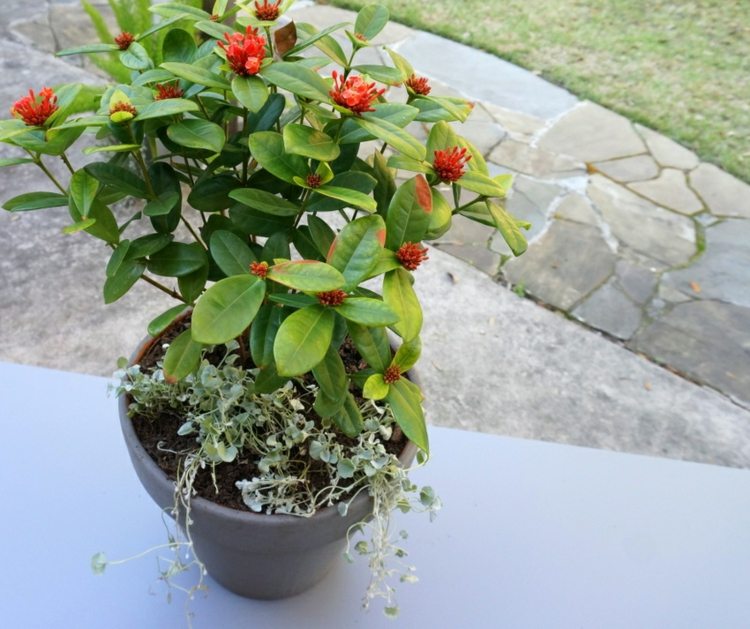 Zasaďte a ošetrujte Ixoru v záhrade tipy na záhradnú starostlivosť ker nápad na kvetináč