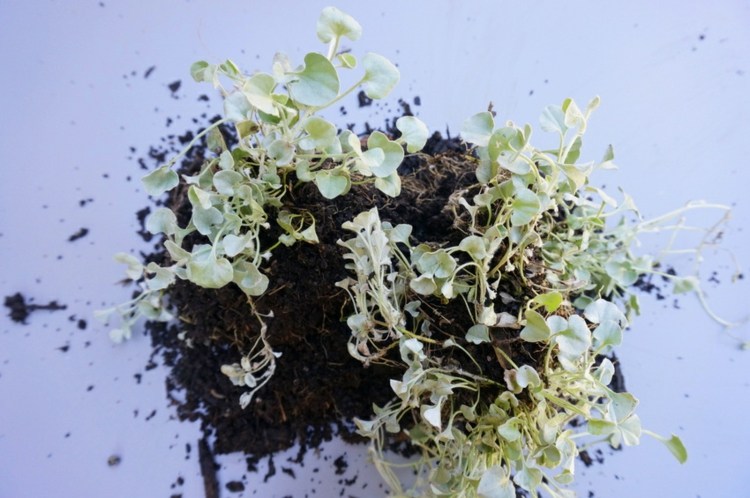 Dichondra v záhradných rastlinách tipy na starostlivosť o záhradu dichondra pôdopokryvná rastlina striebro