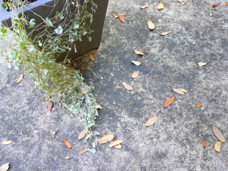 Tipy na údržbu záhrady - Listy nemusíte hrabať len na jeseň tipy na starostlivosť o záhradu zeleň terasa jarný kvetináč