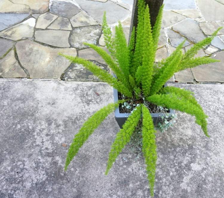 Paprade vytvárajú sviežu atmosféru v záhrade a na terase tipy na starostlivosť o záhradu papradie kamenné dlaždice podlaha betón