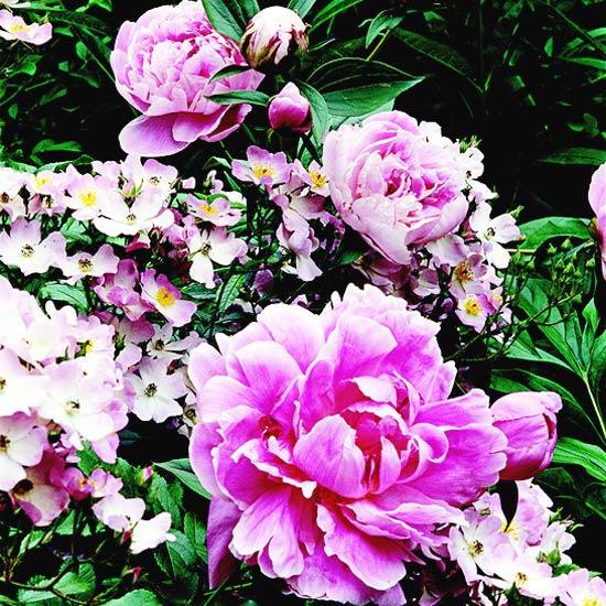 prvky záhradnej pivonky