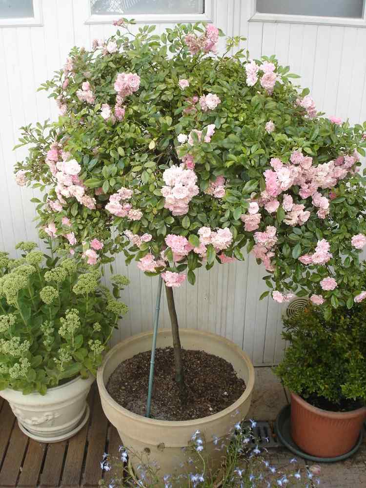 Štandardná ruža na balkóne s vedrom