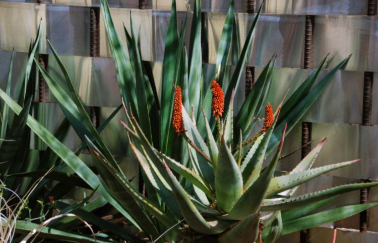 individuálne a jedinečné prepletené oceľové tyče výstuž záhradného plotu aloe závod