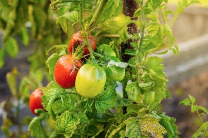 čo robiť, keď majú paradajky hnedú hnilobu