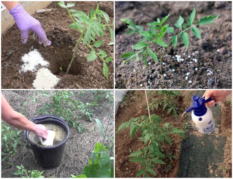 Superfosfátové hnojivo rastliny posilňuje