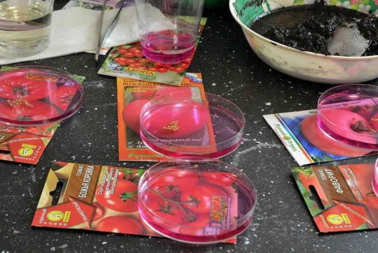 Semená v manganistane draselnom