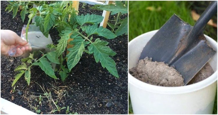 Použitie dreveného popola v paradajkách