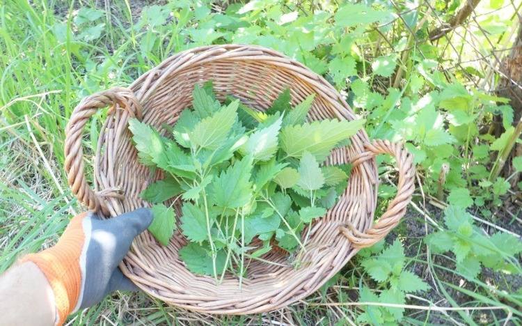 Záhradník naplní svoj kôš žihľavou pomocou rukavíc