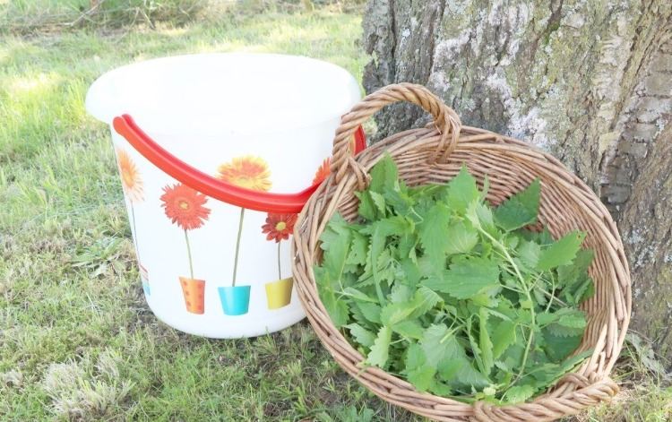 Príprava paradajkového hnoja zo žihľavy vo vedre