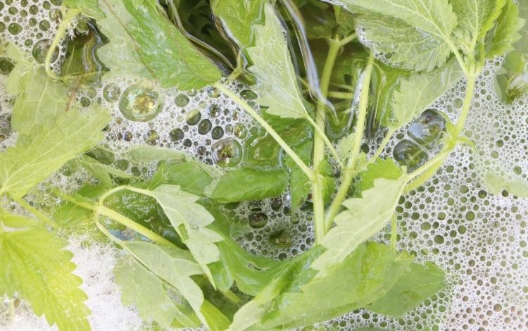 Zo zberaných rastlín pripravte tekutinu zo žihľavy a paradajky prihnojujte tak často