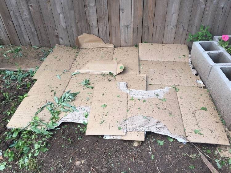 Opätovne použite starú lepenku alebo lepenku ako základ pre vytvorenie zeleninovej záhrady