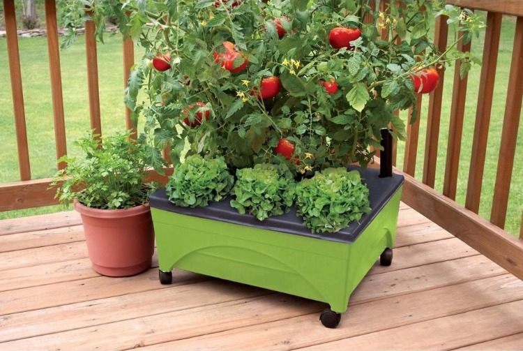 hotový vyvýšený záhon zo železiarstva so zrelými paradajkami a listovou zeleninou na terase