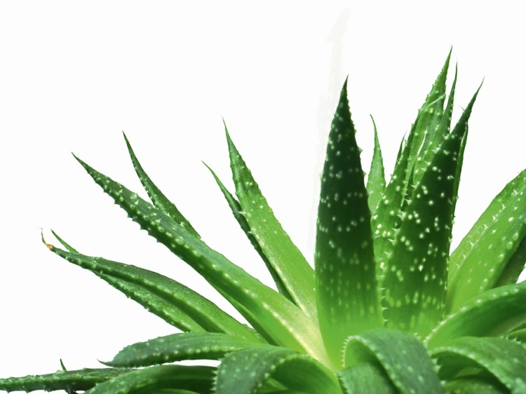 Pripravte si masku na tvár z aloe vera pleťové masky proti čiernym bodkám aloe vera recept zdravý