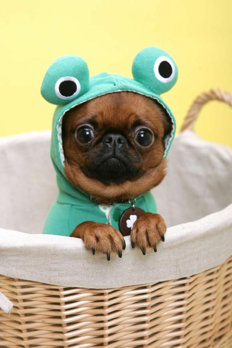 halloween kostýmy mopslík svieži vzhľad vtipný zelený košík