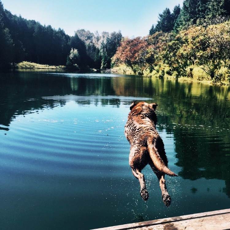 Verní psi sa pokúšajú zachrániť svojich majiteľov pred nebezpečenstvom alebo nešťastím skokom do vody