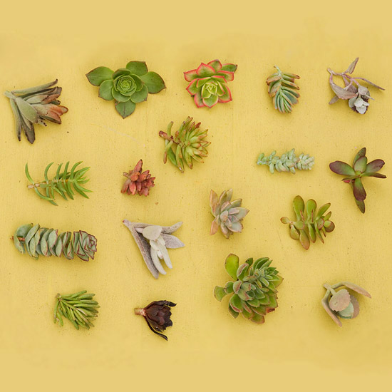 Vyrobte si vlastný veniec na dvere z miazgových rastlín