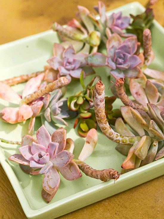 Vyrobte si vlastnú dekoráciu venca na dvere zo sekcií miazgy