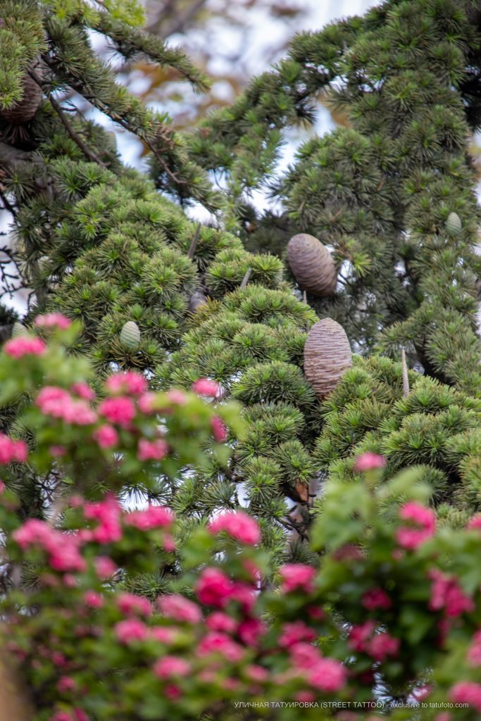 Zdjęcie kwitnącego drzewa na tle rośliny iglastej z szyszkami - 05.09.2020 - Street tattoo - 1