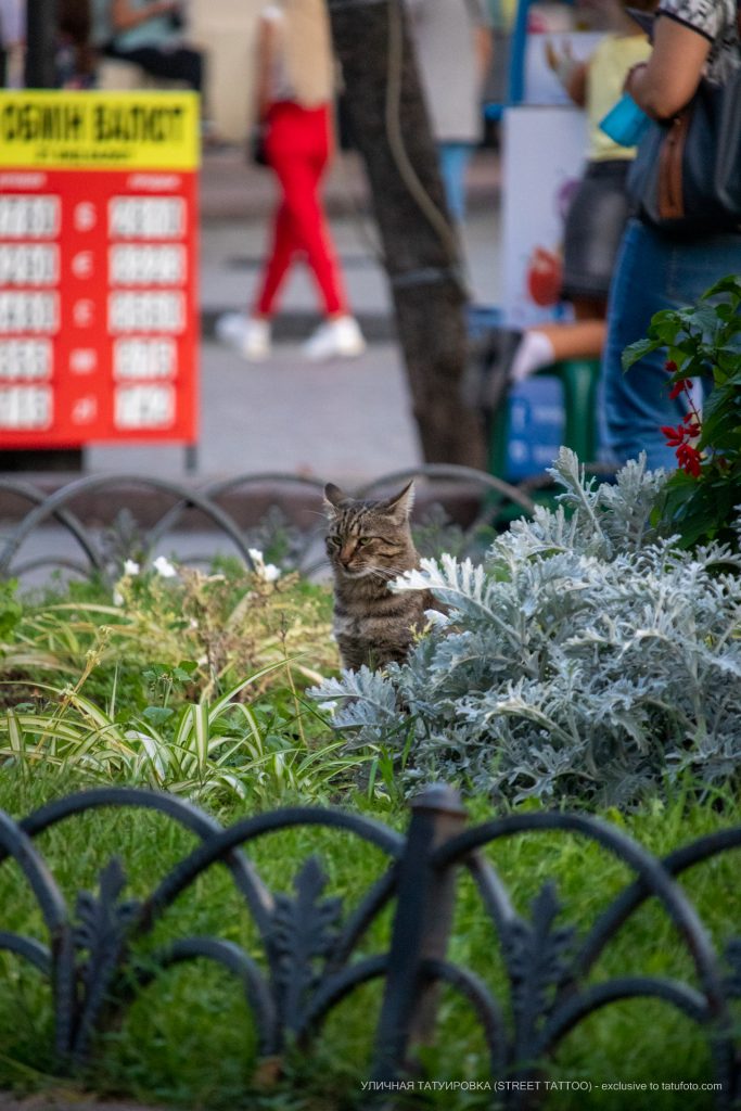 صورة قطة في الزهور والعشب - شارع وشم - شارع وشم - 21.09.2019