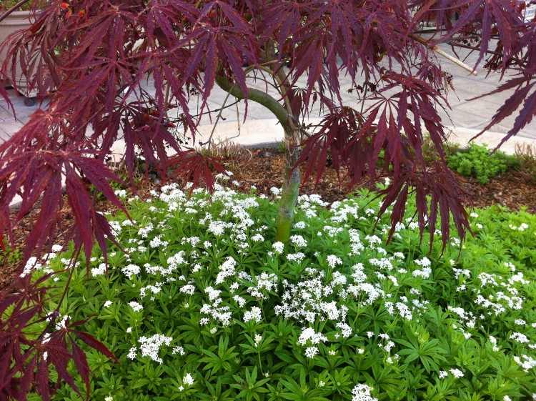 bielo kvitnúca drevomorka pod červeným japonským javorom Podsadba stromov tieň-drevina-japonský javor