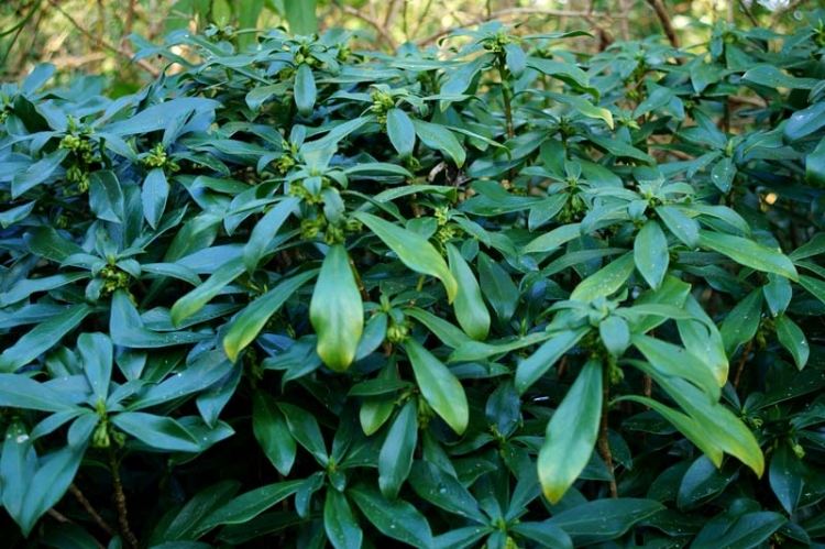 Vavrínový daphne ker v tieni podsadenie-stromy-tieň-ker-vavrín-daphne