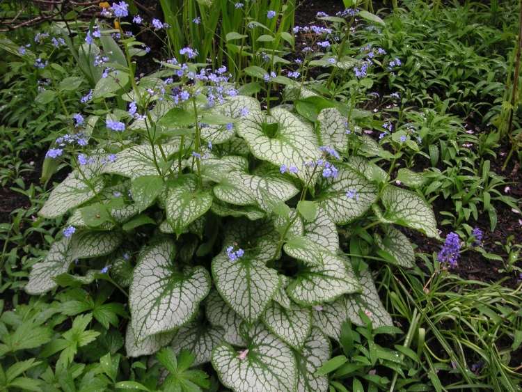 Brunnera macrophylla Jack Frost Kaukaz nezábudka podsadba-stromy-tieň-Brunnera-macrophylla-Jack Frost-Kaukaz nezábudka