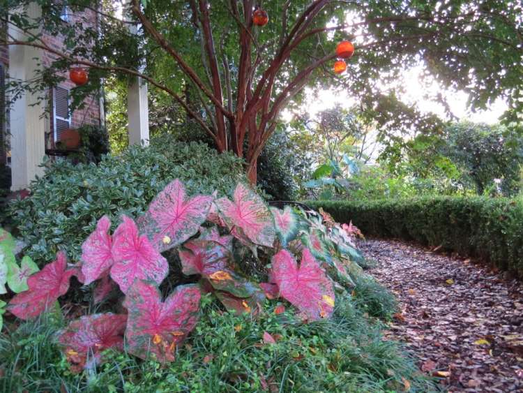Caladia v červenej a zelenej pod stromom podsadenie-stromy-caladia-ker-pod-strom