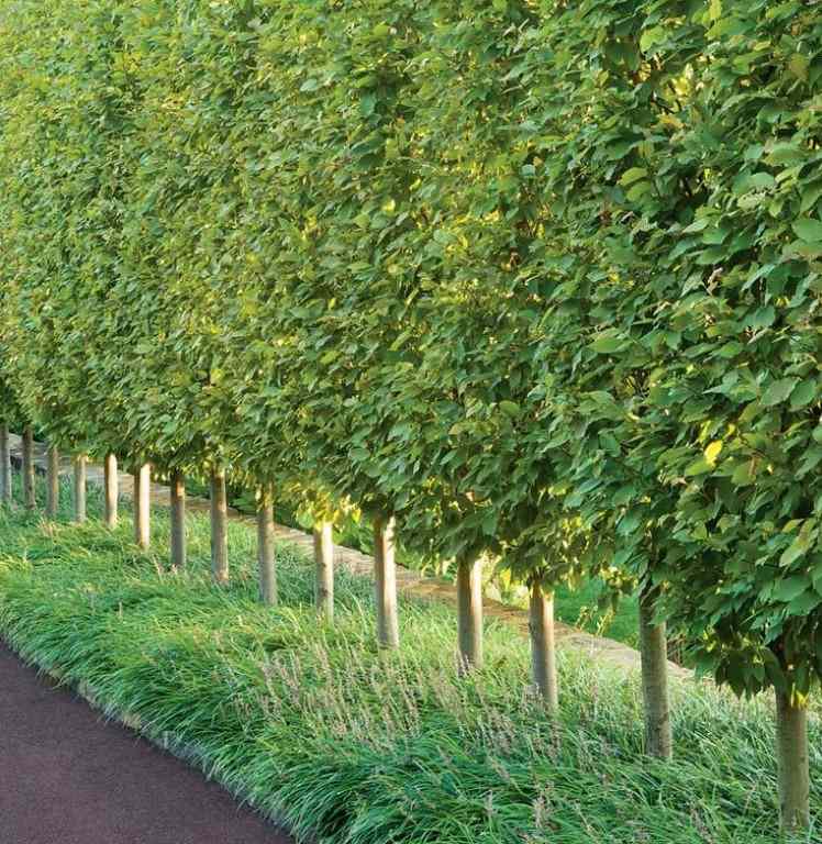 Pod hrabom vysadená hroznová ľalia Liriope podsadenie-stromy-hrab-liriope-vinič-ľalia