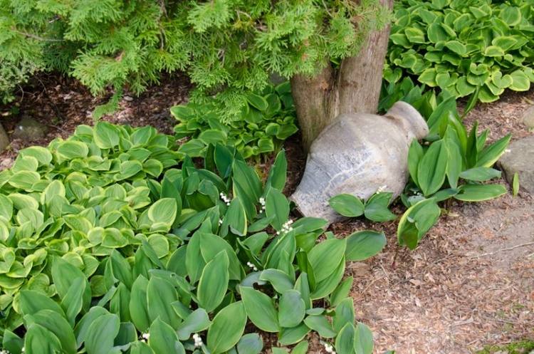 Funkia Hosta Golden Tiara Konvalinka underplantting-trees-funkia-hosta-golden-tiara-maigloeckchen