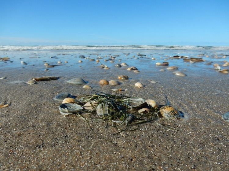 morské riasy sú vhodné pre vegánov, pokiaľ ide o požiadavky na jód