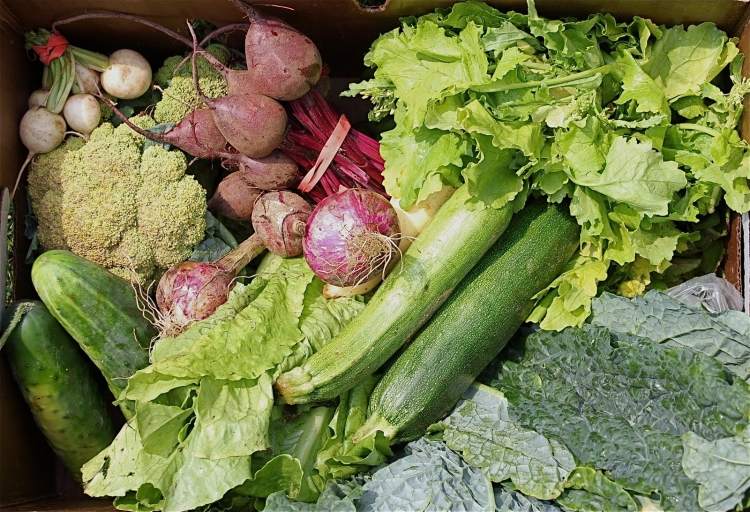 vegánska zdravá strava - zelenina bez dusičnanov Recepty na vegánsku výživu -zdravý-šalát-zelenina