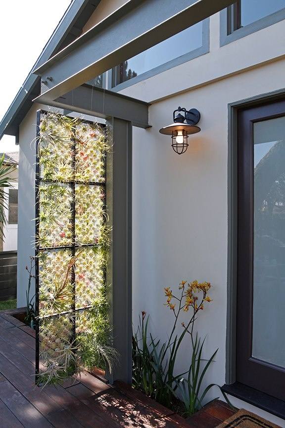 Vertikálne minizáhradky plantplantman tillandsia druh bez koreňa